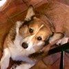lovecorgis